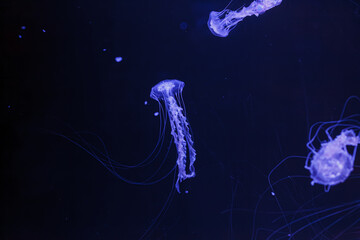 underwater photos of jellyfish chrysaora achlyos jellyfish black sea nettle