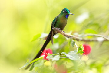 Violet-tailed Sylph - male (Aglaiocercus coelestis) Ecuador 