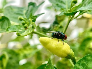 a fly on a pepper plant with green leaves