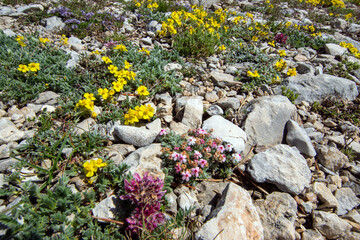 Helianthemum oelandicum, Nordisches Sonnenröschen, Mont Ventoux, Provence, Frankreich, 15.06.2023