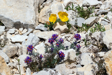 Papaver aurantiacum, Rätischer Alpen-Mohn, Linaria alpina, Alpen-Leinkraut, Mont Ventoux, Provence, Frankreich, 15.06.2023