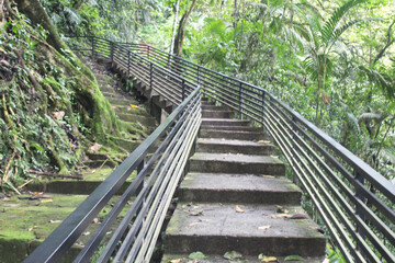 Close-up view of cement or concrete stairs in the middle of a dense forest overgrown with plants, grass and trees.