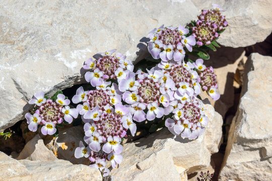 Iberis aurosica subsp. nana, Mont Ventoux, Provence, Frankreich, 15.06.2023
