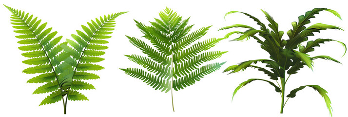 Fototapeta na wymiar set of ferns with lush fronds, isolated on transparent background