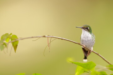White-booted racket-tail, Female (Ocreatus underwoodii) Ecuador