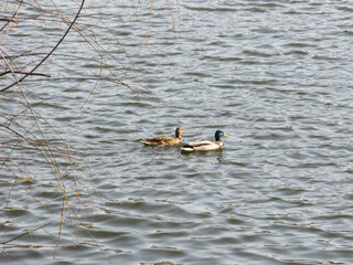 Two ducks swimming in a lake on a calm sunny day