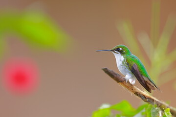 White-booted racket-tail, Female (Ocreatus underwoodii) Ecuador