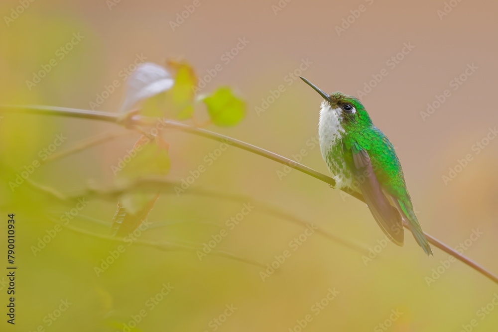 Wall mural white-booted racket-tail, female (ocreatus underwoodii) ecuador