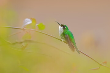White-booted racket-tail, Female (Ocreatus underwoodii) Ecuador