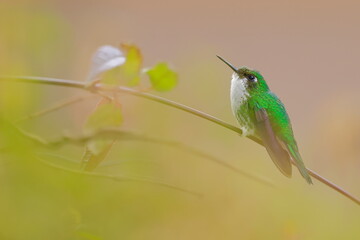 White-booted racket-tail, Female (Ocreatus underwoodii) Ecuador