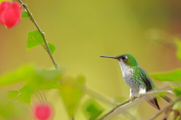 Fototapeta premium White-booted racket-tail, Female (Ocreatus underwoodii) Ecuador