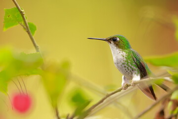 White-booted racket-tail, Female (Ocreatus underwoodii) Ecuador