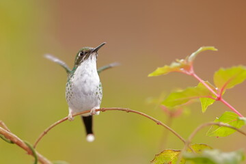 White-booted racket-tail, Female (Ocreatus underwoodii) Ecuador