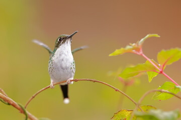 White-booted racket-tail, Female (Ocreatus underwoodii) Ecuador