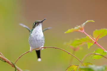 White-booted racket-tail, Female (Ocreatus underwoodii) Ecuador