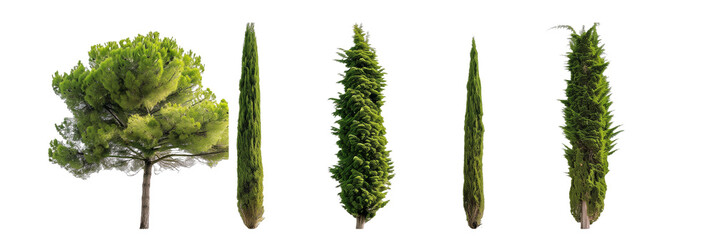 set of cypress trees, tall and slender, isolated on transparent background