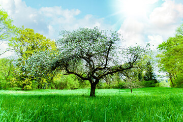 Fototapeta na wymiar Cherry tree in wild nature in the natural meadow with sun and sunrays