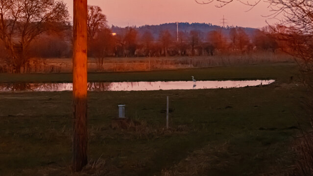 Sunset with Ardea cinerea, grey heron, at Huett, Eichendorf, Dingolfing-Landau, Bavaria, Germany