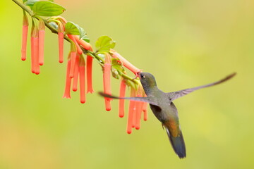 White-tailed Hillstar (Urochroa bougueri) Ecuador