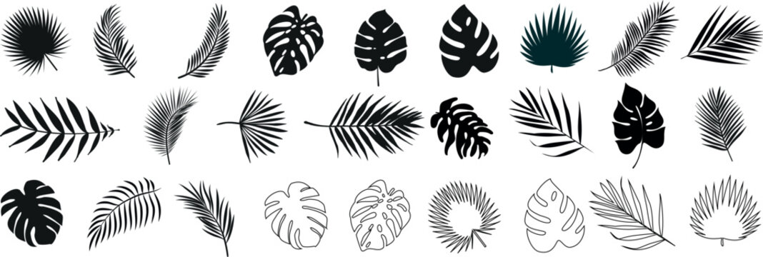 ropical leaves, palm leaves silhouettes, diverse collection, black shapes, design elements, artistic embellishments, leaf vector