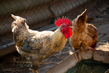 A big gray rooster drinks water in the yard of the farm, poultry farming