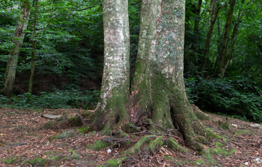 Obraz premium The base of a large tree with moss in the middle of a forest