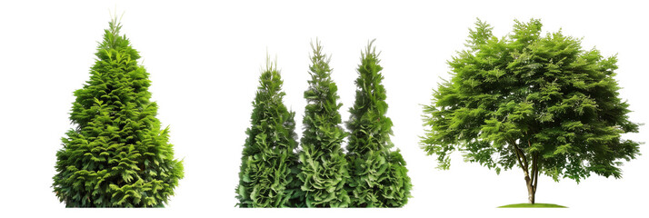 set of arborvitae trees, conical and lush, isolated on transparent background