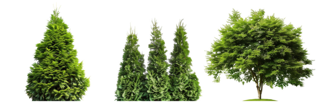 set of arborvitae trees, conical and lush, isolated on transparent background