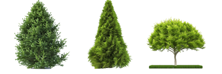 set of arborvitae trees, conical and lush, isolated on transparent background