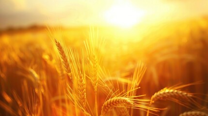 Naklejka premium Rural Summer Scene Golden Wheat Field Bathed in Sunlight at Sunset