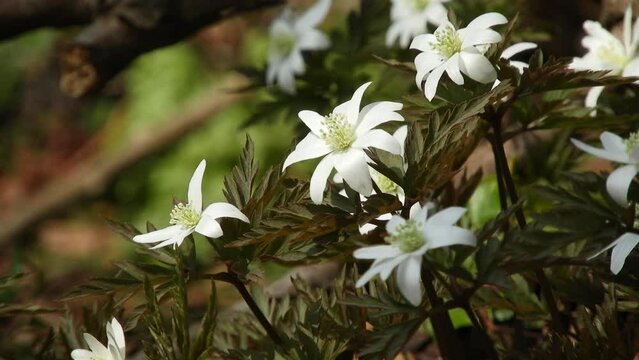 【山野草】キクザキイチゲ （菊咲一華／菊咲一花）： Anemone pseudo-altaica　240411-1