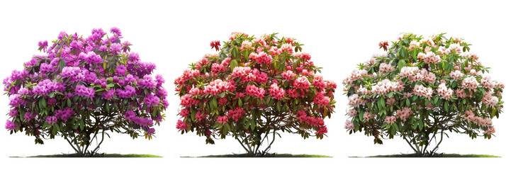 set of rhododendron bushes, full and vibrant, isolated on transparent background