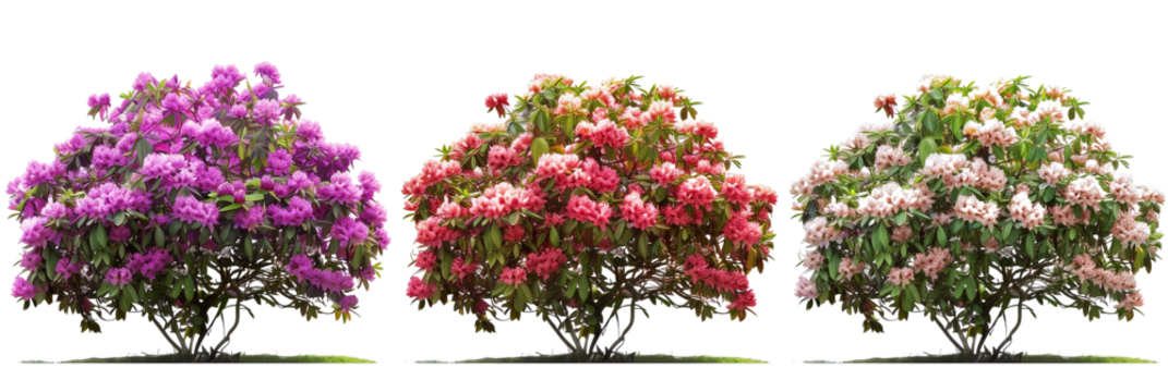 set of rhododendron bushes, full and vibrant, isolated on transparent background