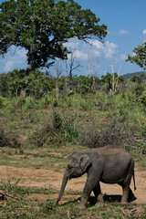 Baby elephant walking in Sri Lanka savannah under blue sky
