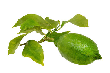 Lime on a branch with leaves isolated on a white background.