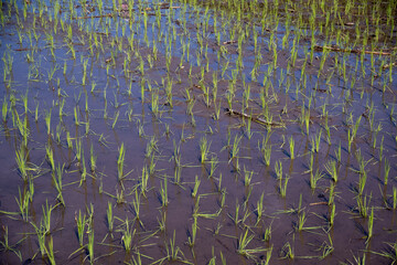 Amidst the serene beauty of the paddy fields, these young rice seedlings stand tall, embodying the...
