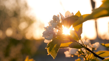 Sunlight from rays shines at sunset through leaves branches flowers petals of blooming apple tree...