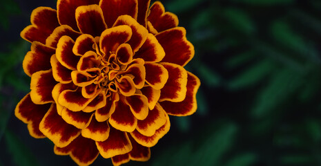 Marigold flower from above on a dark green background. Postcard. Place for text
