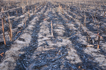 The image shows a row of burned cornstalks in a field. The cornstalks are blackened and charred,...