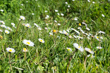 Lawn with many white common daisies, Bellis perennis, spring concept