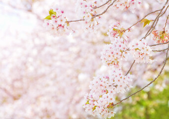 ソメイヨシノ桜の枝