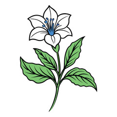 Amarnath Blue Flower with Green Leaves. Botanical Vector Art