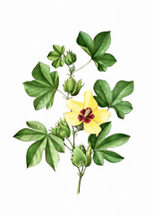 Flower illustration: Cotton Plant. Blooming Medicinal Plant. - obrazy, fototapety, plakaty