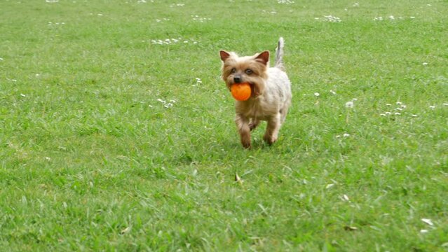 Yorkshire Terrier dog, running with ball in mouth in slow motion. Playing fetch in park.