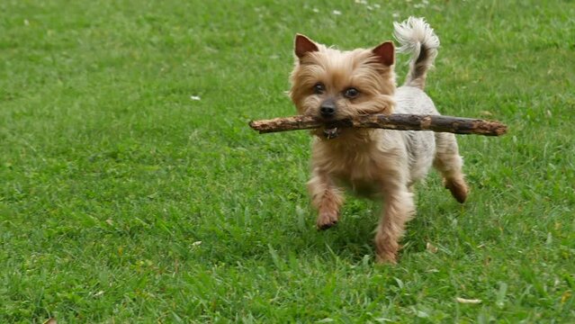 Yorkshire Terrier dog running with stick in mouth. Slow motion.