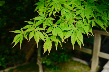 Fototapeta premium ヤマモミジ