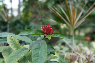 Scarlet Jungleflame Flowers Image