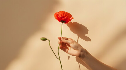 Female hand holds delicate red poppy flower stem on neutral tan beige background with hard sunlight shadows. Aesthetic close up view floral composition - Powered by Adobe