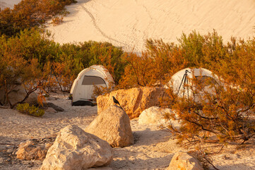 tourist tents in an oasis among stones and bushes in the desert.