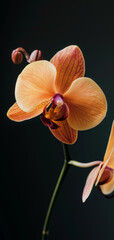 Close-up view of an orchid flowers isolated on dark background.